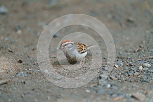 Portrait of chipping sparrow