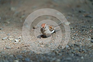 Portrait of chipping sparrow