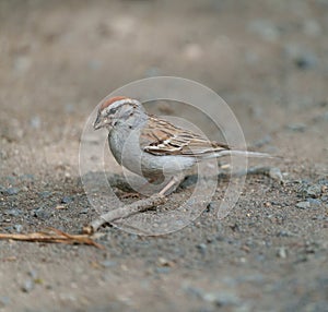 Portrait of chipping sparrow