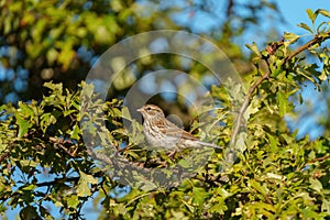 Portrait of chipping sparrow