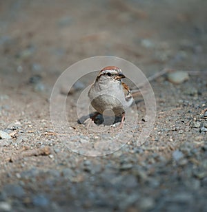 Portrait of chipping sparrow