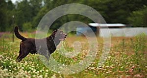 Portrait of chocoalte labrador standing on the summer meadow