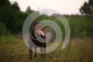 Portrait of chocoalte labrador walking on the summer field, natural light