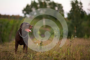 Portrait of chocoalte labrador walking on the summer field, natural light