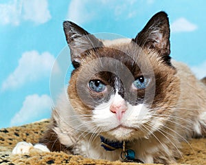 Portrait chocolate point siamese cat