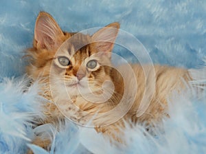 Portrait of a Chocolate Somali kitten