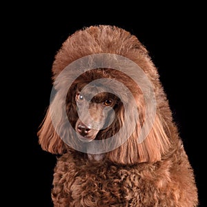 Portrait of chocolatetoy poodle