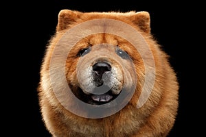 Portrait of Chow Chow Dog photo