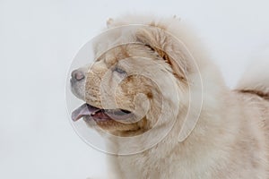 Portrait of chow chow puppy with lolling tongue close up. Pet animals