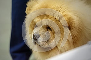 Portrait of a Chow-Chow purebred dog