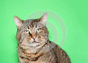 Portrait of a chubby gray and brown tabby cat looking at viewer