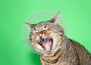 Portrait of a chubby gray and brown tabby cat with mouth wide open, eyes closed