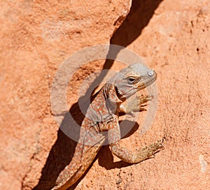 Portrait of Chuckwalla