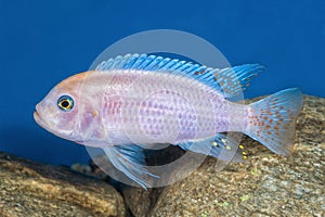 Portrait of cichlid fish (Maylandia zebra) in aquarium
