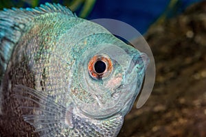 Portrait of cichlid fish Pterophyllum scalare