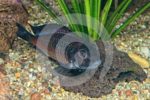Portrait of cichlid fish Tropheus sp.