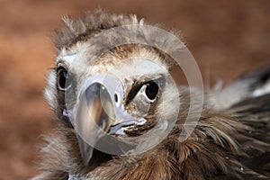 Portrait of Cinereous Vulture