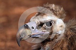 Portrait of Cinereous Vulture photo
