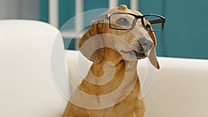 A portrait of a clever dachshund in glasses sits at a chess set.