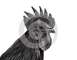 Portrait, close-up of a Ayam Cemani rooster, isolated