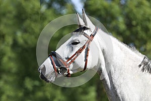 Portrait close up of a beautiful young grey stallion. Headshot of a purebred white horse