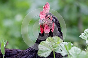 Portrait of close-up of black chicken on green blurry background_