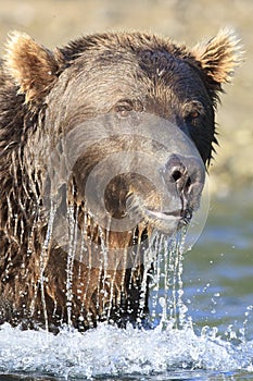 Portrait close-up of brown bear boar