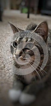 A portrait close up of a brown tabby cat looking away from the camera laying down.