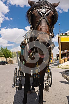 Portrait close up of cute dark brown horse looking at camera dragging carriage wagon