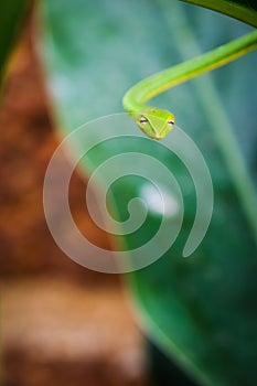 Portrait Close up Cute small green snake Oriental whipsnake on tropical nature green leaves tree , wildlife nature concept