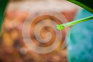 Portrait Close up Cute small green snake Oriental whipsnake on tropical nature green leaves tree , wildlife nature concept. Snak