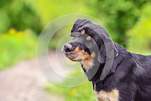 Portrait close-up of dog on summer background.