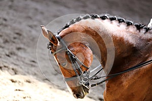 Portrait close up of dressage sport horse with unknown rider