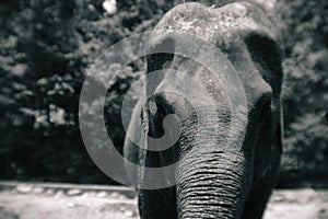 Portrait close up face of beautiful big elephant in Thailand zoo. Black and white color