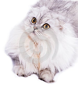 Portrait close-up fluffy scottish cat silver chinchilla lying on a white background