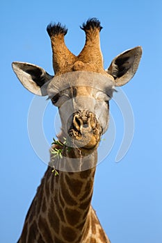 Portrait close-up of giraffe head against a blue sky chew