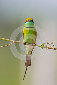 Portrait close up of Green Bee eater