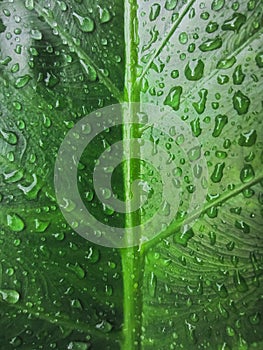 portrait close up green leaf caladium pattern with water drop