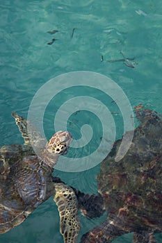 Portrait of close up hawksbill sea turtle`s head above tropical Mexican aqua water