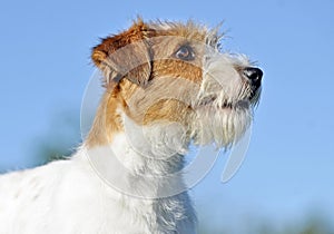 Portrait close-up Jack Russell wire haired terrier puppy dog on blue background