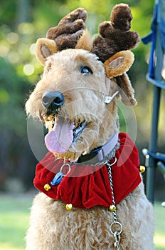 Portrait close up large Airedale Terrier dog in Ch