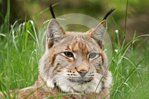 Portrait close-up of a lynx.