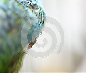 Portrait of close-up parrot eye