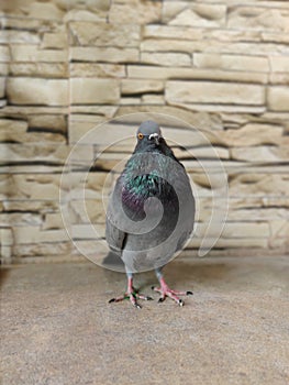 Portrait close up of pigeon