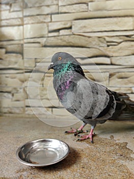 Portrait close up of pigeon