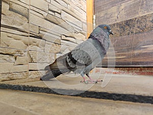 Portrait close up of pigeon