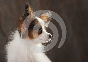 Portrait close-up of puppy papilion on dark brown background. photo