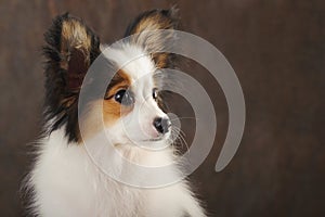 Portrait close-up of puppy papilion on dark brown background. photo