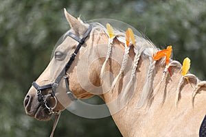 Domestic horse braided mane decorated with feather on the neck