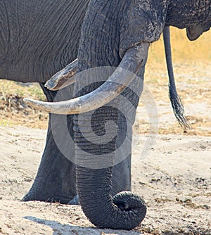 Portrait close up of a wild African elephants trunk and tusks